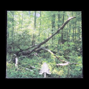 new7 Phyllomedusa - The Phortect/Blood Leaves CDr