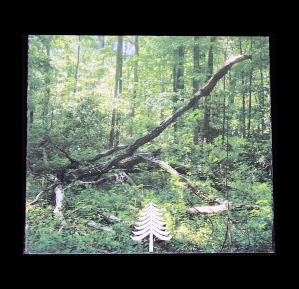 Phyllomedusa - The Phortect/Blood Leaves CDr